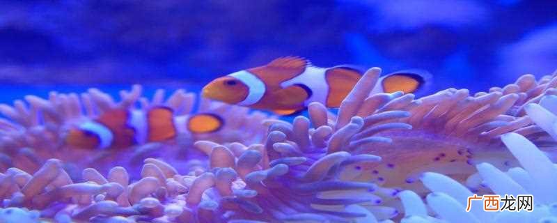 海葵是一种生长在水里的肉食动物 海葵属于植物吗