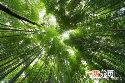 解谜竹子开花的真实原因是什么 竹子开花是怎么回事
