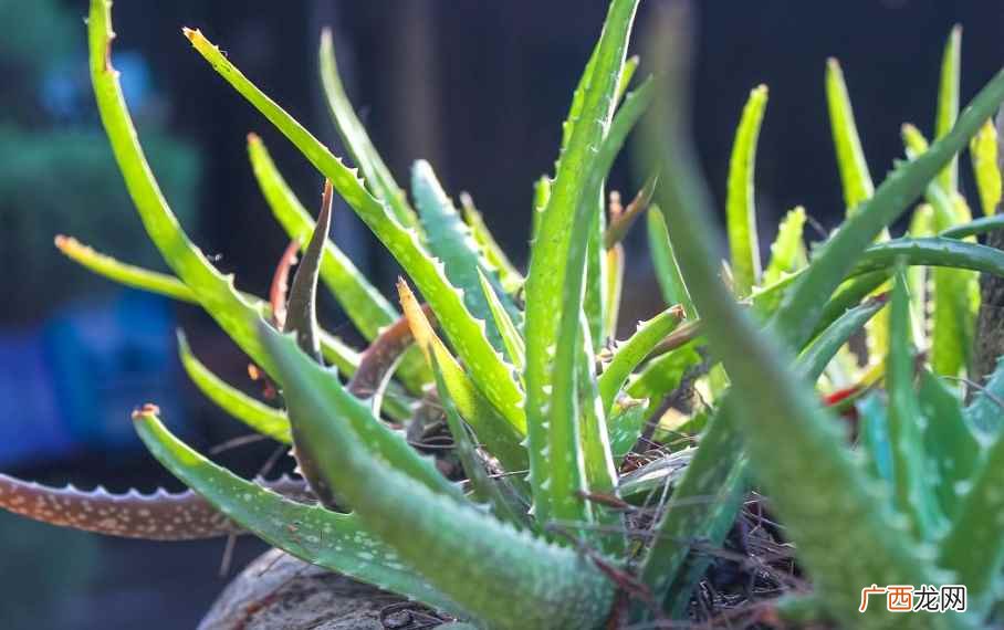 卧室放什么植物最好