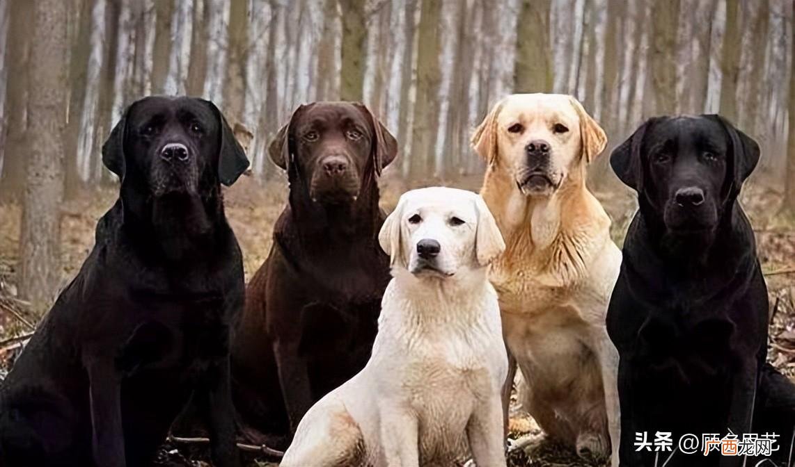 拉布拉多犬建议养黑色的5个原因 拉布拉多什么颜色好看
