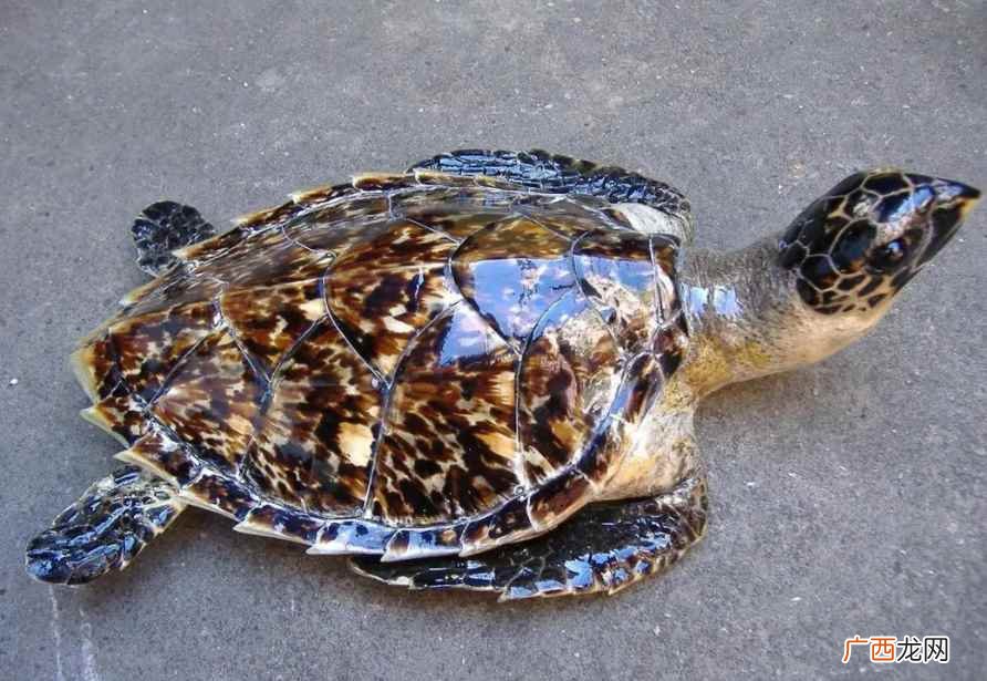 海龟是不是哺乳动物