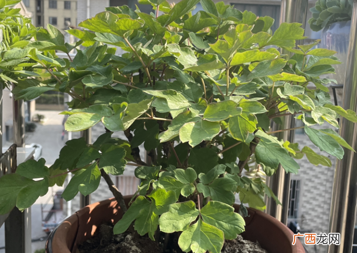 花草总是烂根原因及解决措施 花烂根怎么补救最快最有效