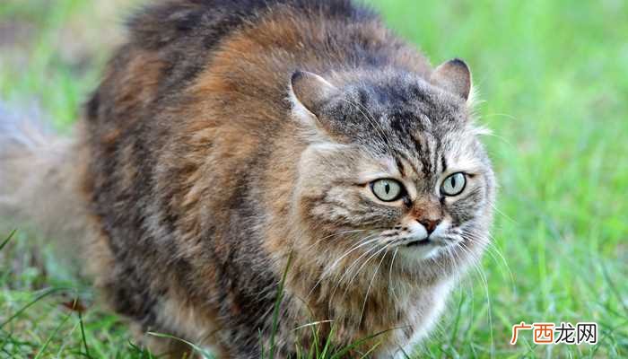兔狲是食肉目、猫科、兔狲的动物 兔狲是什么动物