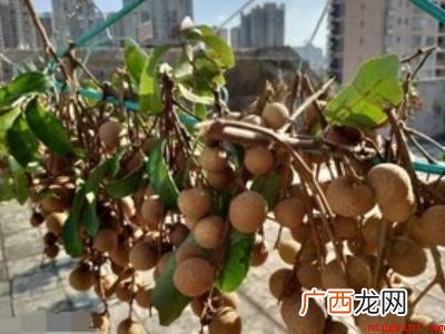 龙眼干怎么晒才好吃的具体操作步骤 龙眼干怎么晒才好吃