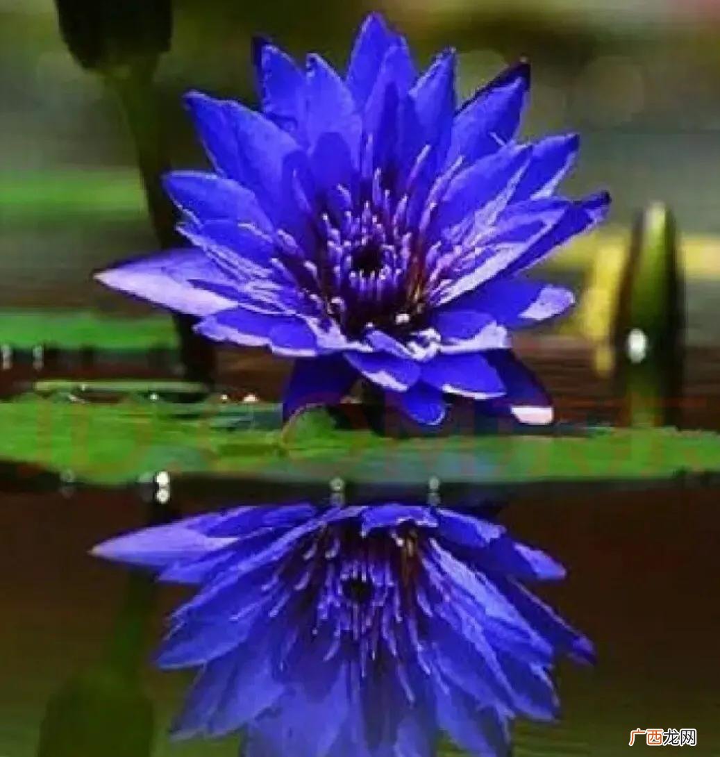 为什么早上开放，晚上闭合 睡莲在几点钟开花