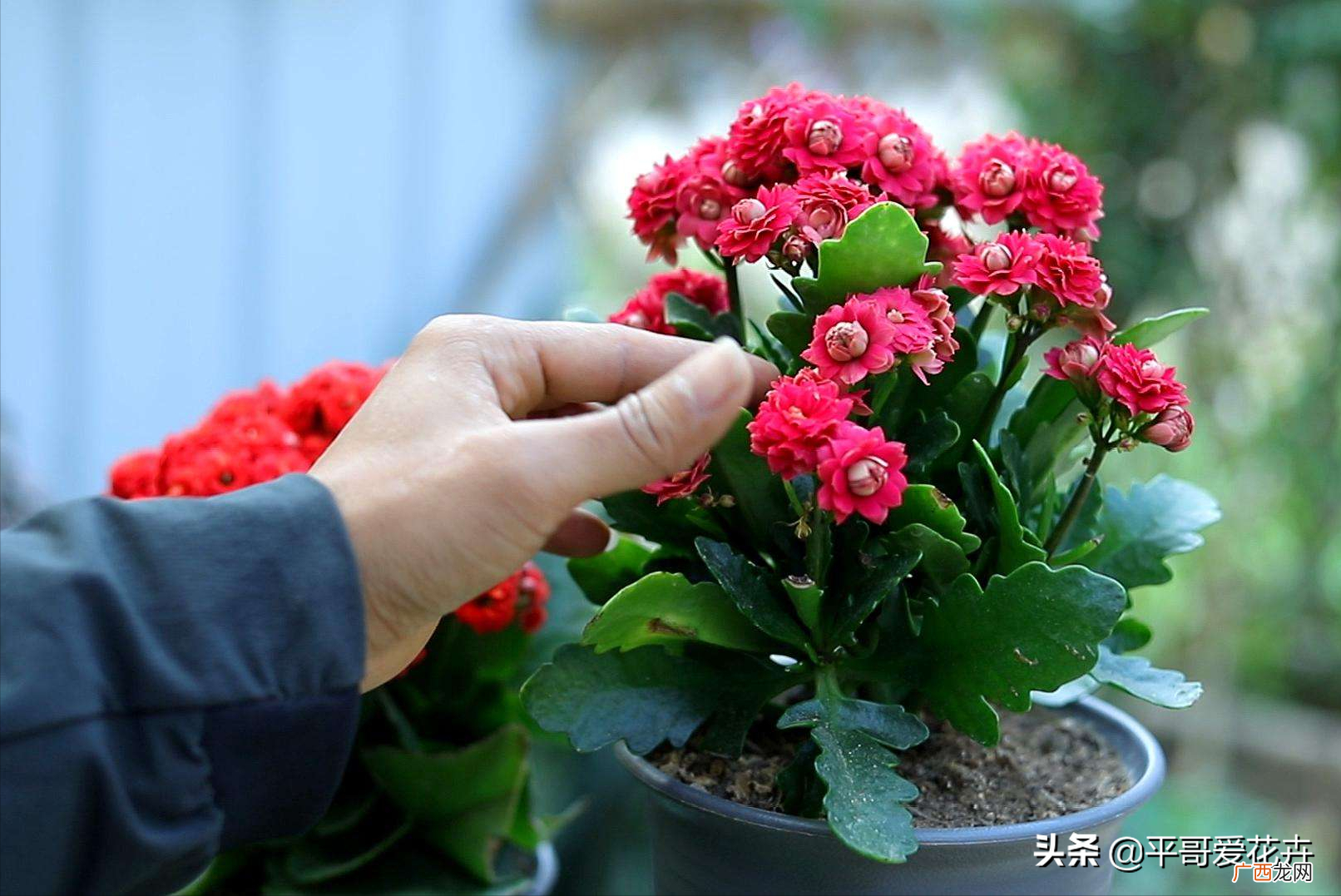 家庭名贵盆景花卉排名 十大名贵花卉家庭盆栽易养活