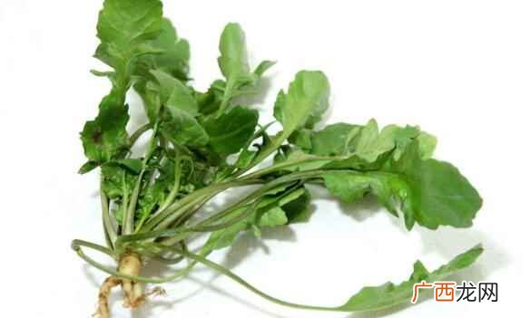 荠菜是什么