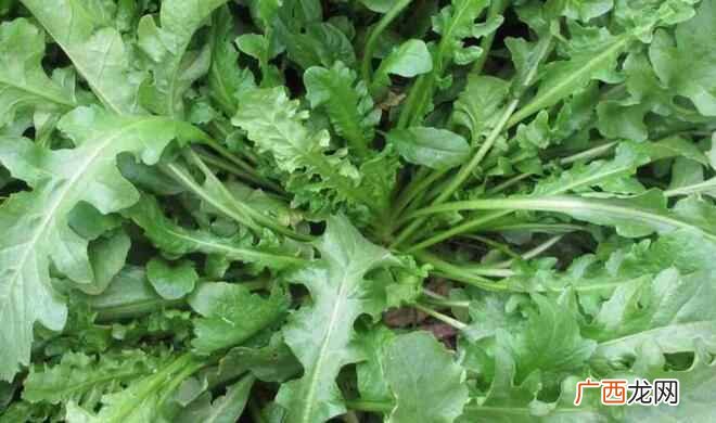 再吃荠菜这种菜的时候也要注意一些事情 吃荠菜的注意事项