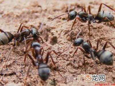 蚂蚁怎样才能彻底清除干净的具体操作步骤 蚂蚁怎样才能彻底清除干净