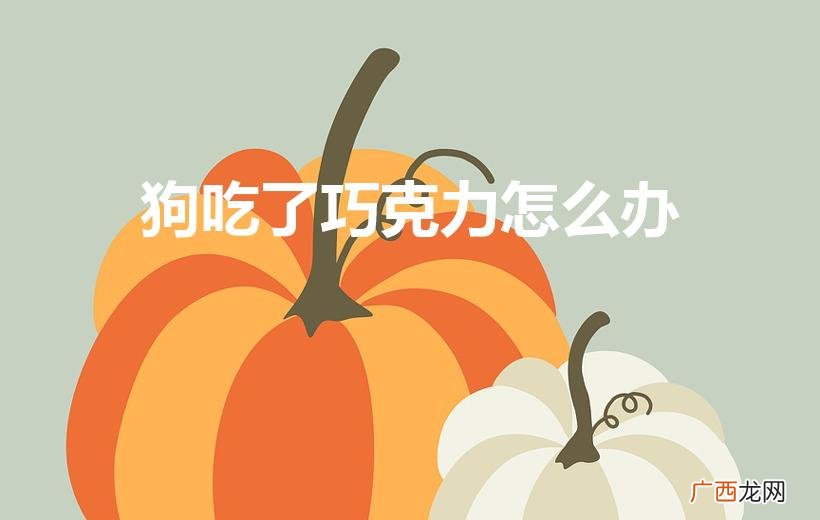 狗狗吃了巧克力怎么办 狗吃了巧克力怎么办