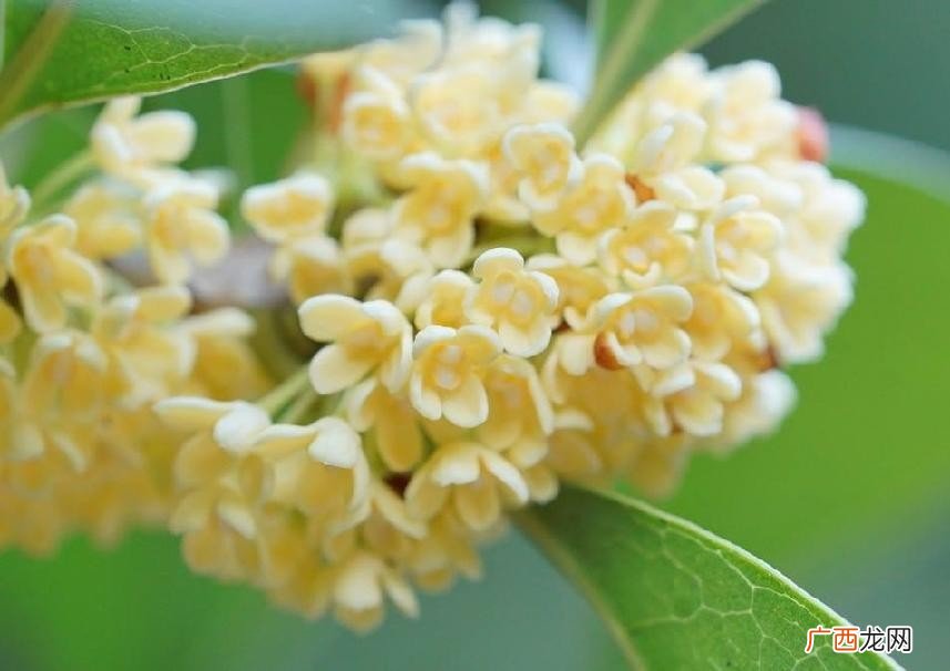 为什么院子里忌讳种桂花树 家里为什么不能种桂花