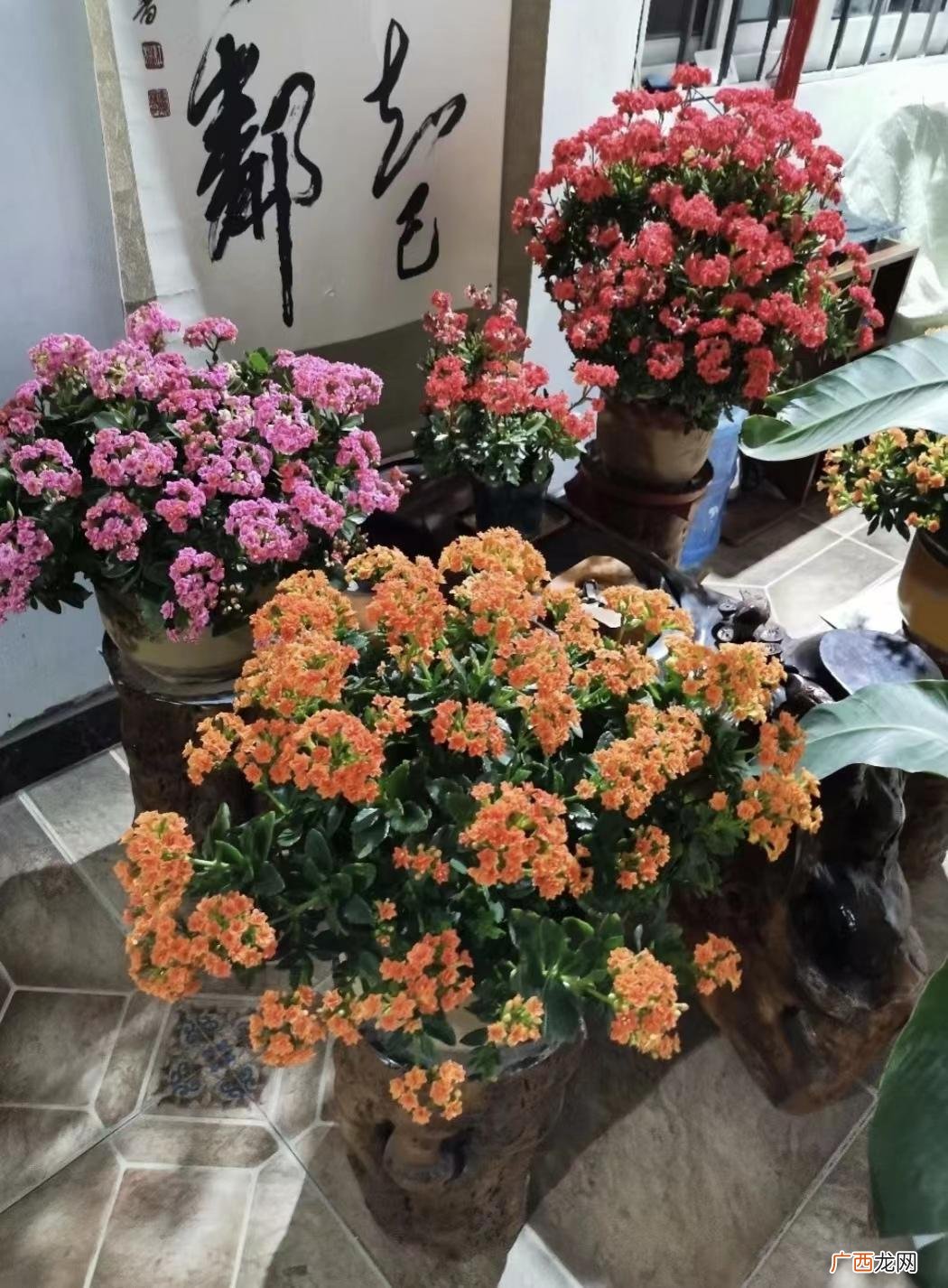 这些美丽的花，堪称死不了 10种公认阳台最好养的花