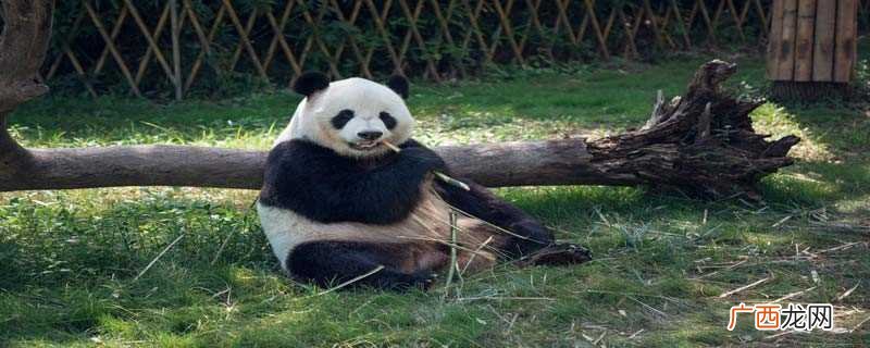 大熊猫不只是吃竹子 大熊猫只吃竹子吗