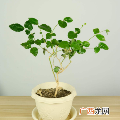 家里养茉莉花换盆和修剪时间 茉莉花什么时候换盆最好活