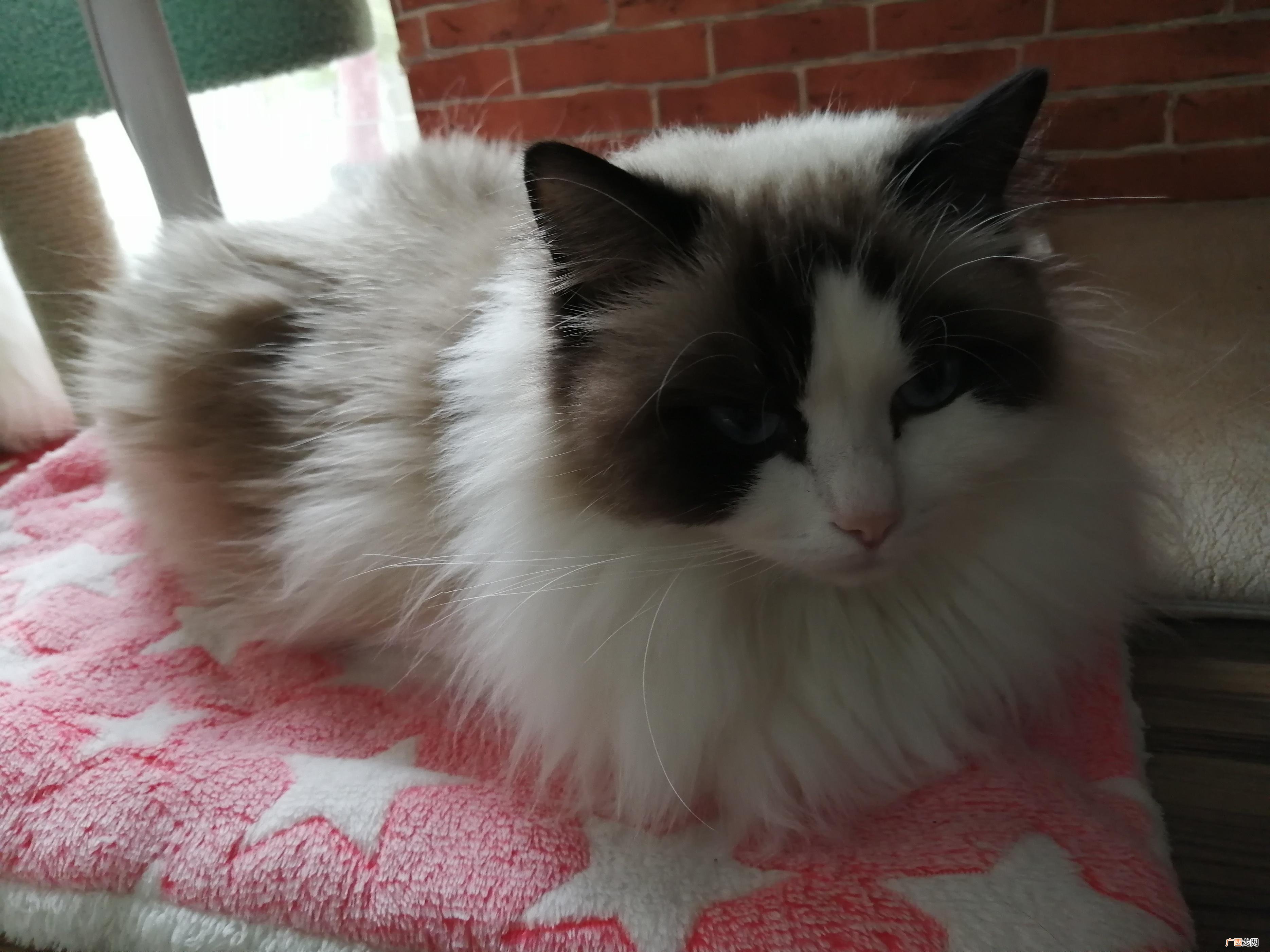 室外驱赶猫长期有效好办法 驱赶猫长期有效好办法