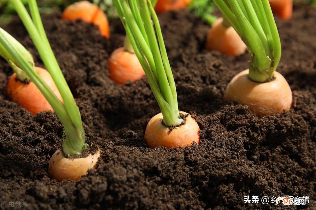 这样种胡萝卜保证长得个大条又直 胡萝卜的种植方法和时间