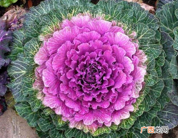 不怕寒冷叶子常青绿植图片 冬天冻不死的常绿植物盆栽