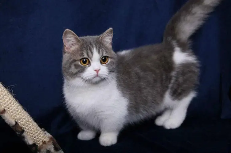 猫咪发出咕噜咕噜的声音 猫为什么会咕噜咕噜响