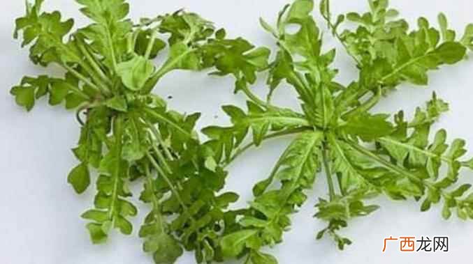 咳嗽可以吃荠菜吗