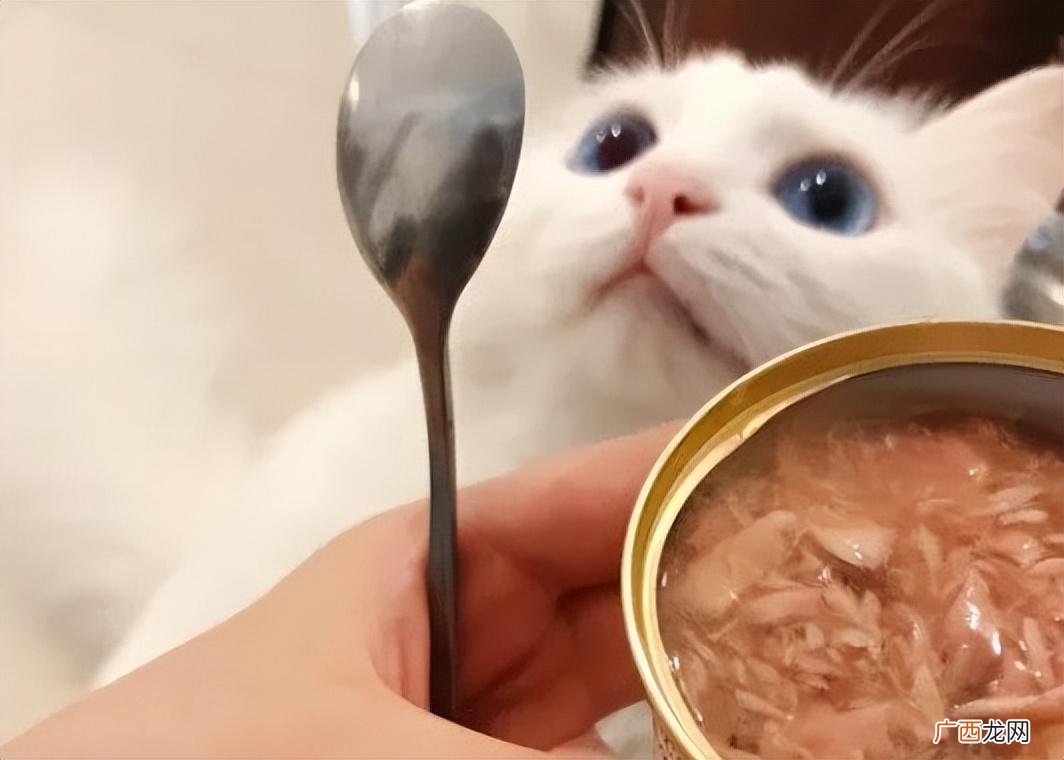 猫罐头多久喂一次渴望原始罐 猫罐头多久喂一次