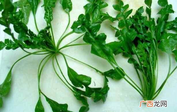 这种蔬菜一般会在什么时间成熟 荠菜是什么季节的