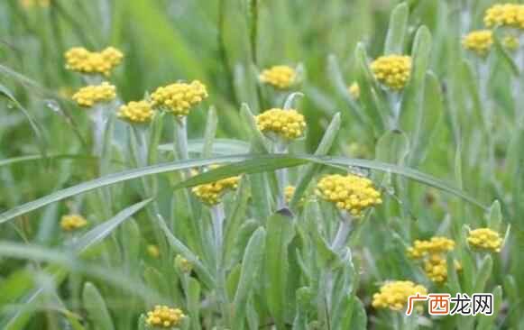 孕妇可以吃清明菜吗 清明菜孕妇可以吃吗