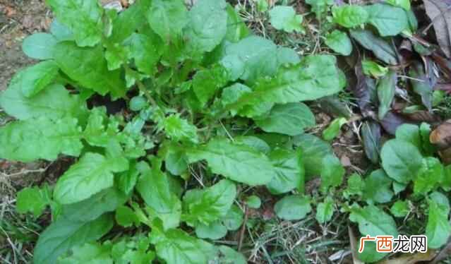 他们能够吃这种野菜吗答案是能吃的 糖尿病能吃荠菜吗