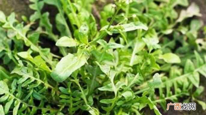 小孩过敏能吃荠菜吗