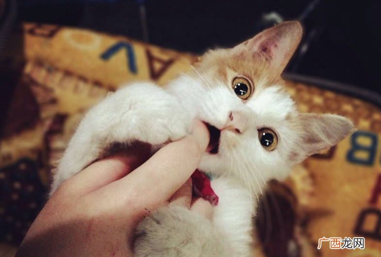 训练猫咪不要咬人最佳时期 猫咪咬人怎么教育