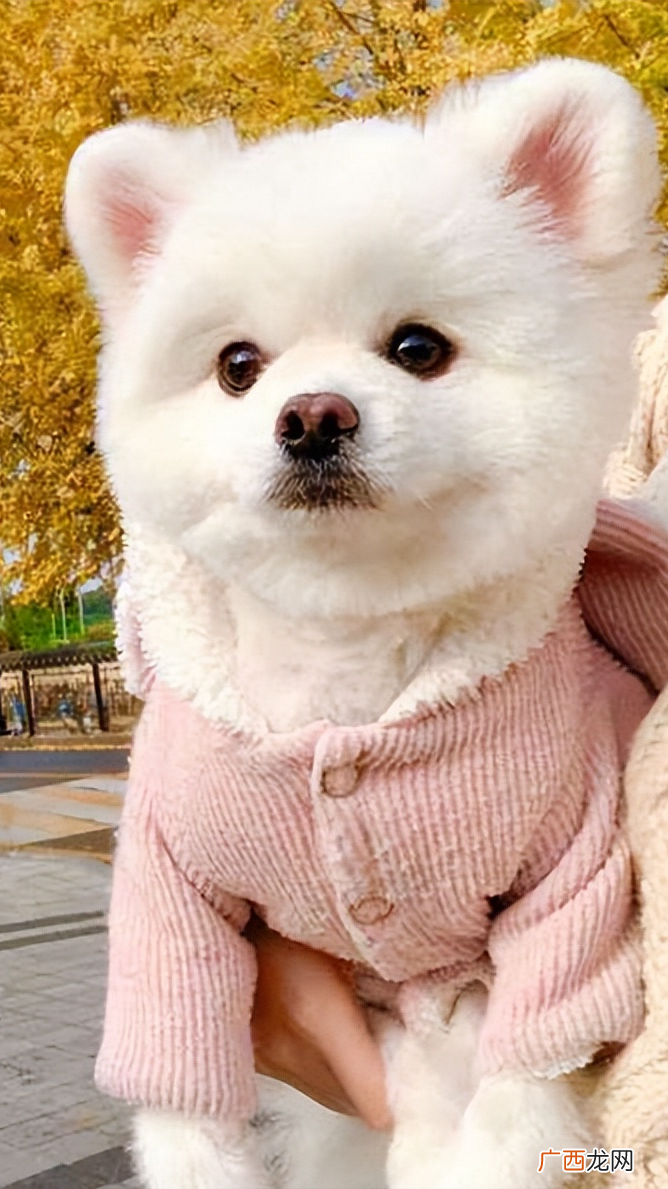 为什么博美犬越来越多人养了 博美的优缺点有哪些
