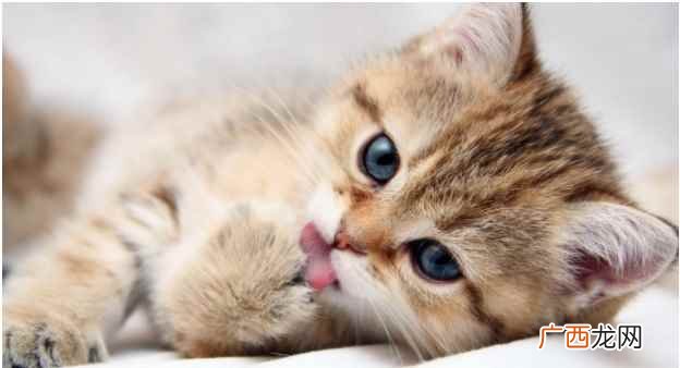 猫咪在6月龄以上时可以做绝育手术 猫咪多大能绝育
