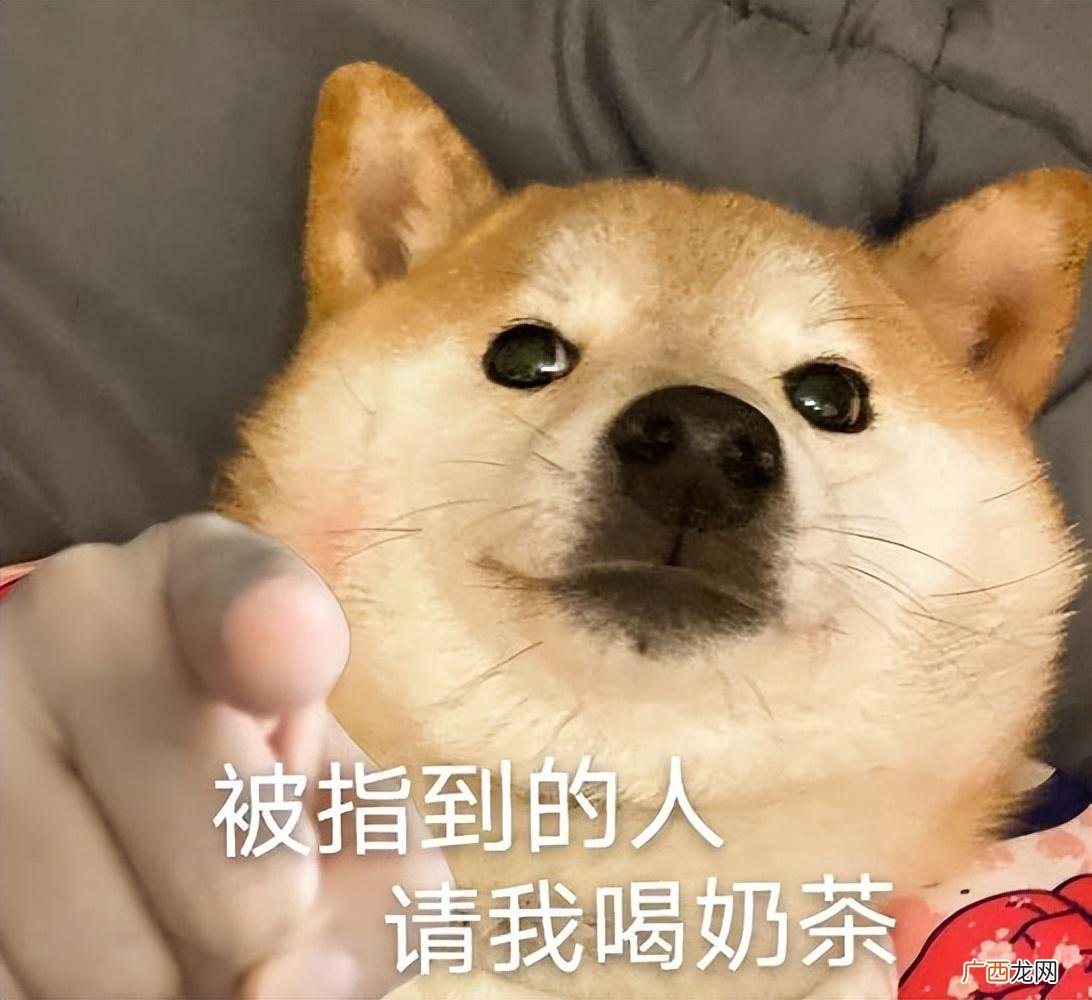 最有安全感的几种狗 女生适合养的护卫犬