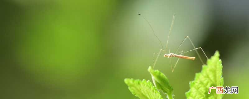 全球三千余种蚊子当中约有5%孓可滋生于水中 孑孓是什么动物的幼虫