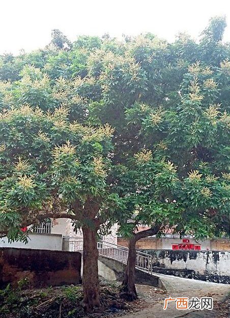 蜜蜂来家里住预示着什么意思 蜜蜂来家里做窝有什么预兆