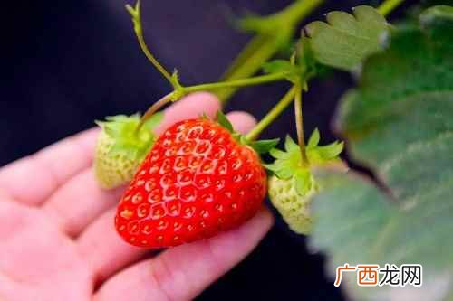 采摘草莓注意事项 草莓什么季节成熟
