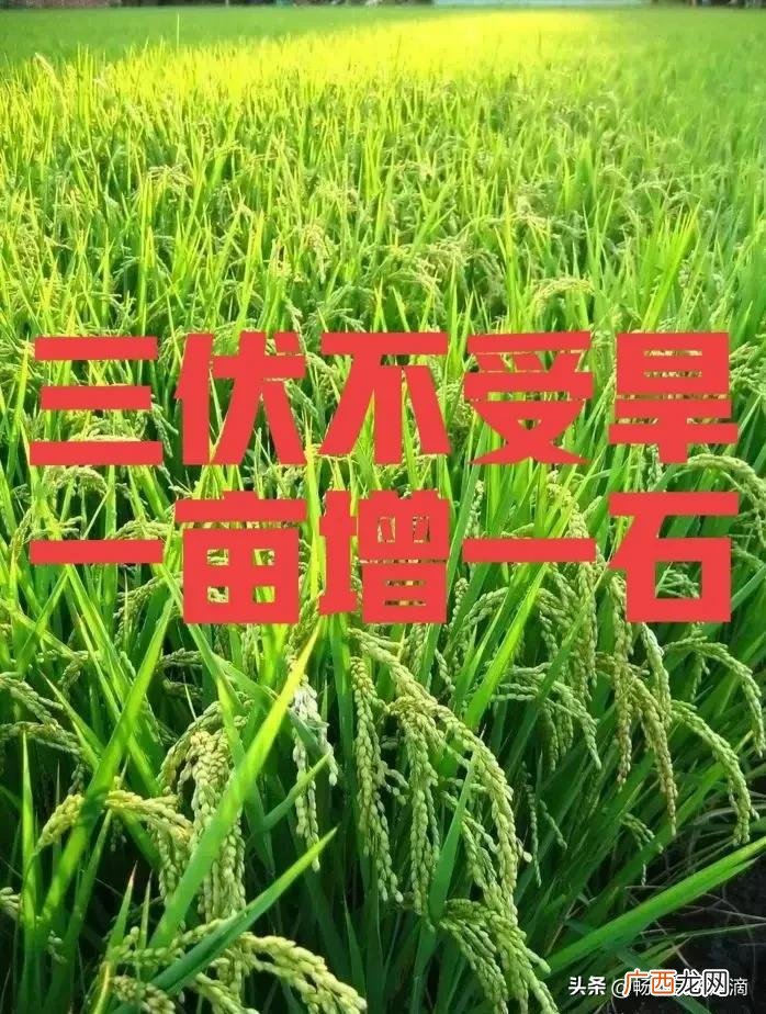 古代一石是多少斤粮食 古代一石是多少斤