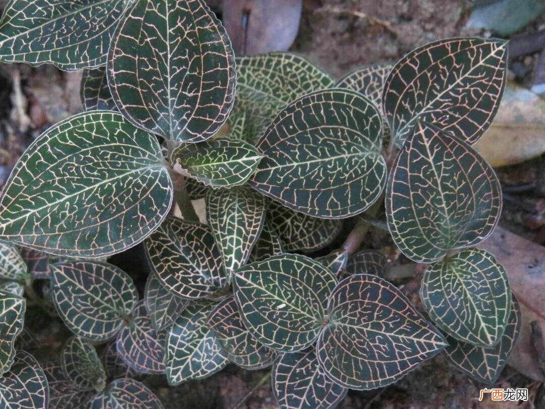 多年生草本金线莲有什么药用价值 金线莲是什么植物