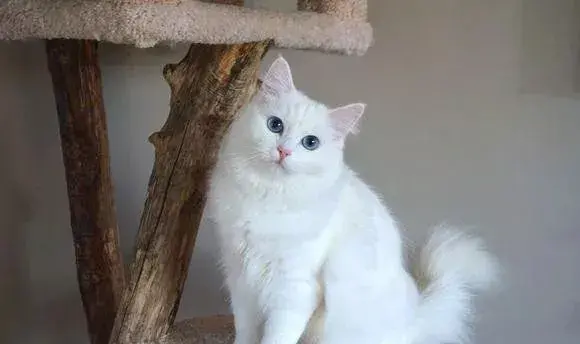 第一次养猫要准备的东西清单 第一次养猫要注意什么