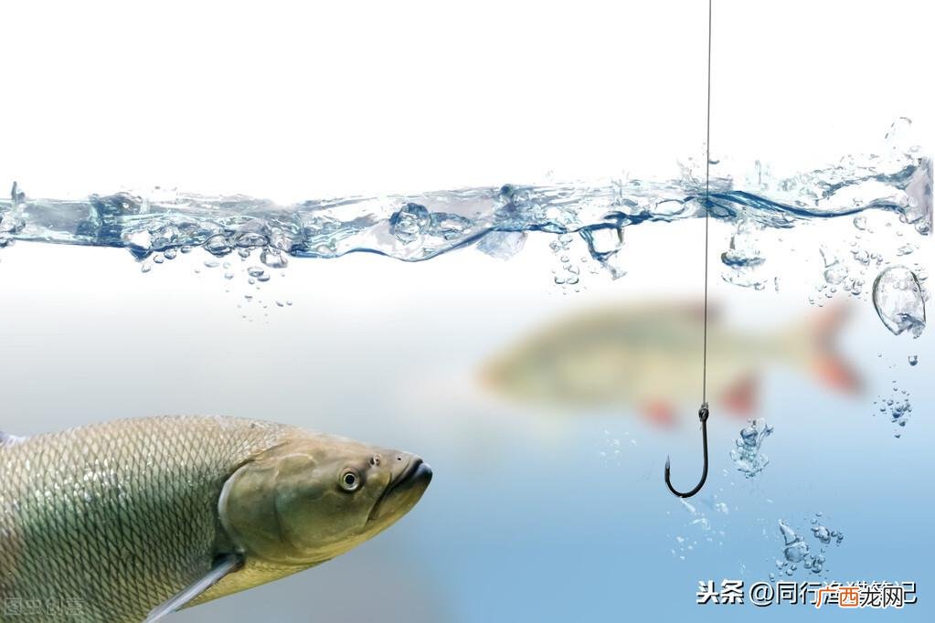 浅谈子线长短的选择依据和技巧 钓鱼子线多长合适