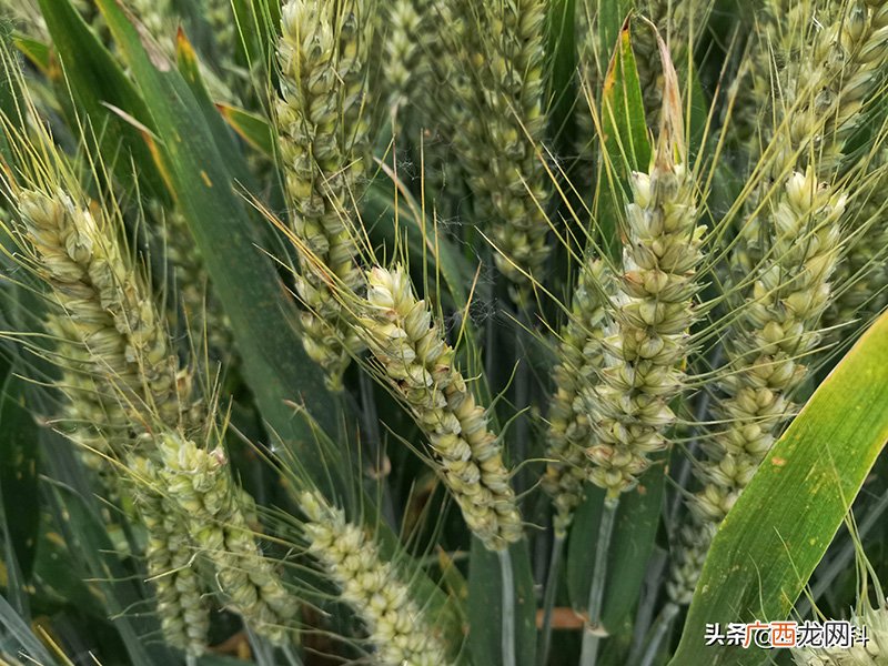 排名第一的小麦品种众信麦998 排名第一的小麦品种