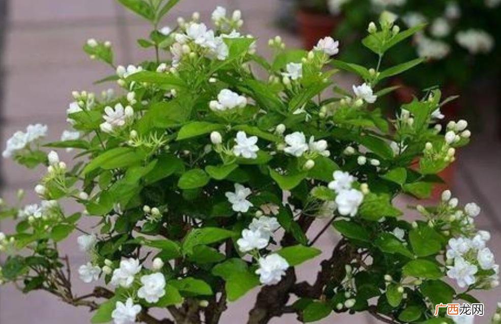 施2种肥一茬接一茬开花 茉莉花施肥用什么肥料最好