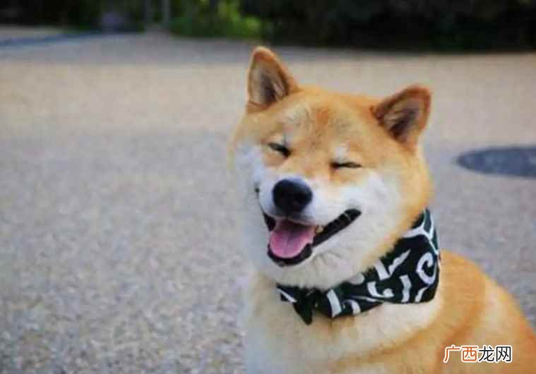 柴犬是不是中华田园犬