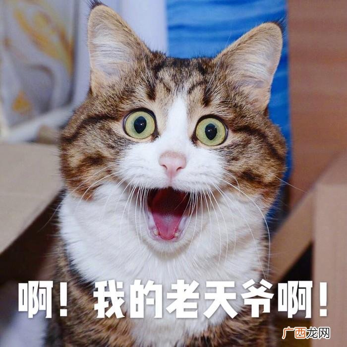小猫自己走了会回来吗 猫咪跑出去了还能自己找回家吗