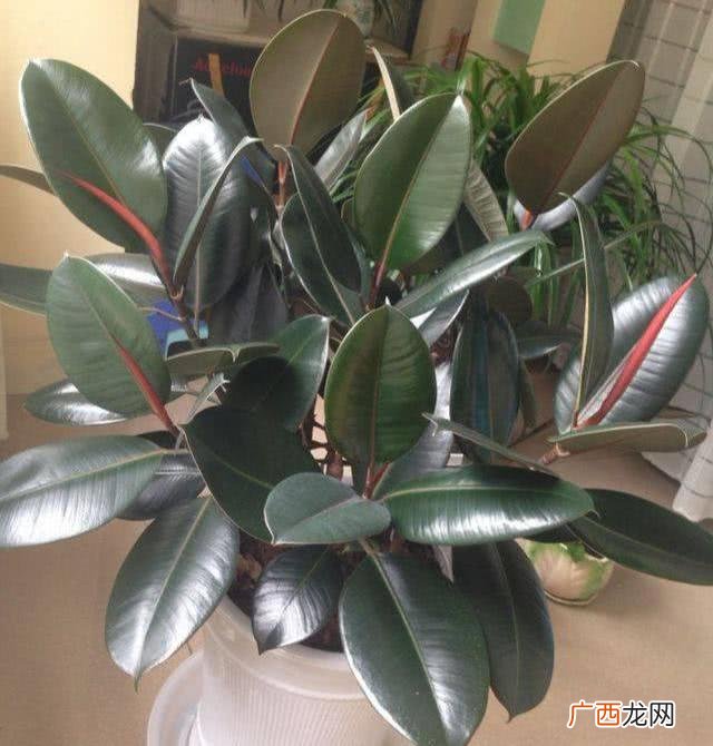 室内四大植物好风水又好养  客厅最适合的盆栽植物