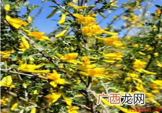 哪种植物是冬季雪封草地时动物的救命草