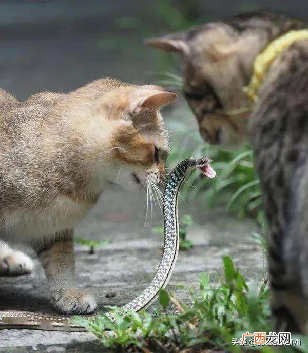 猫咪不害怕蛇还喜欢与蛇争斗 猫和蛇打架谁厉害