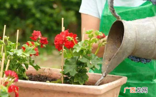 复合肥浇花用对了效果才能更好 复合肥能用来养花吗