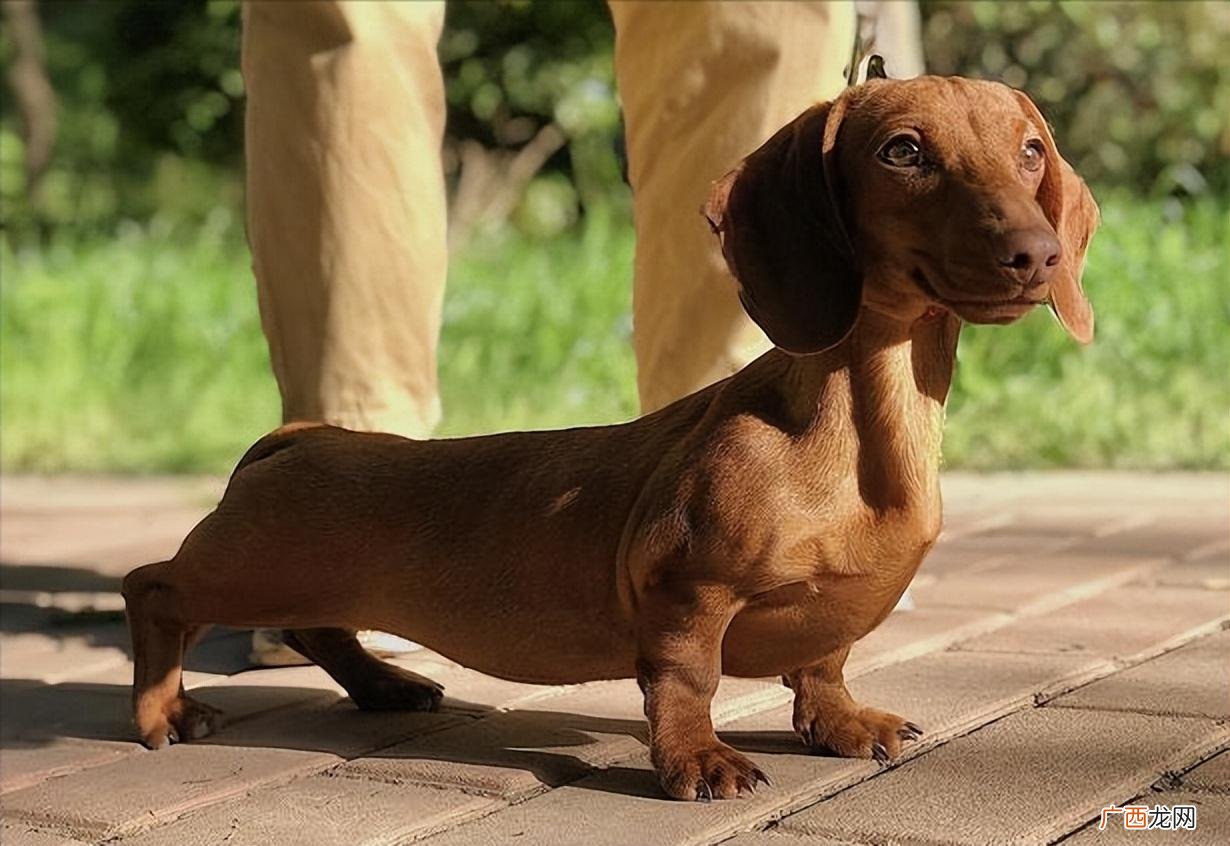 长毛腊肠犬的优点和缺点 腊肠犬的优点和缺点