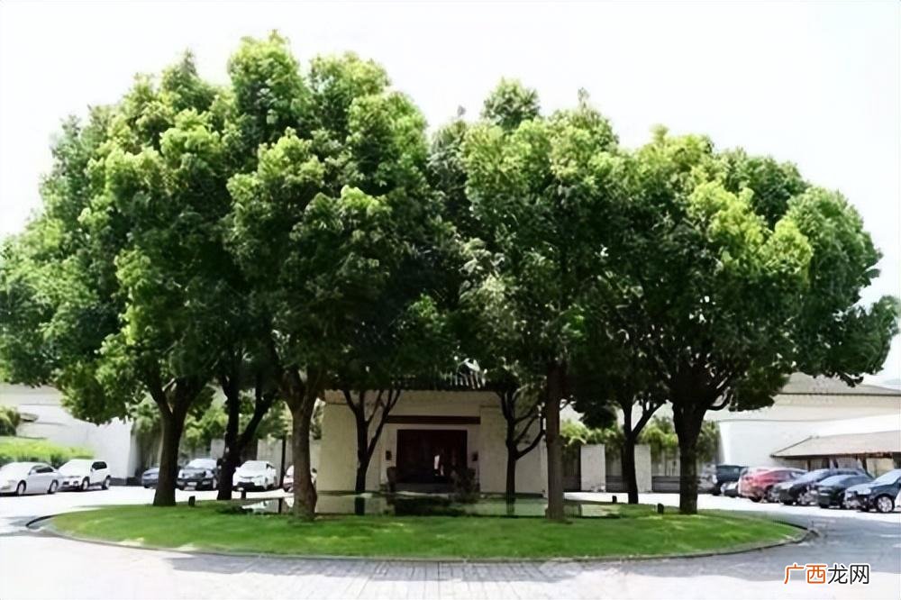 门旁两棵树定有二人来同居 大门两旁不能有两棵树什么意思