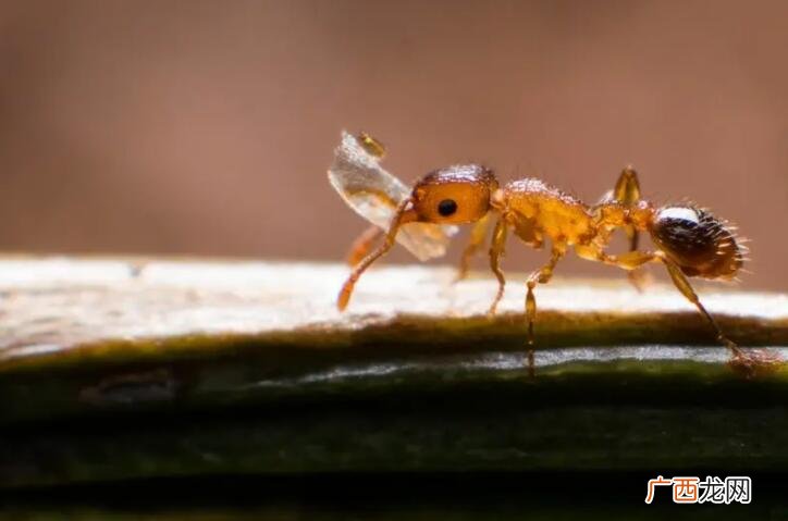消灭小黄家蚁的几种方法 永久去除小黄蚂蚁的小妙招